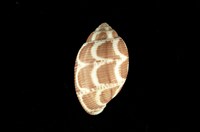 藏品(日蝕捻螺)的圖片